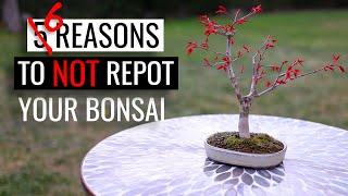 Bonsai care - how to repot a bonsai tree | Part 2: reasons to NOT repot