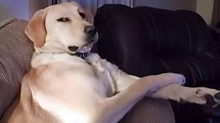 Dogs are the Queens of All Drama!  Funny Dog Videos 2024