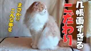 【長毛ねこ】スコティッシュフォールドが几帳面すぎて驚いた‼️