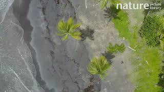 Aerial tracking shot of black sand beach and Coconut palms, Rosalie Bay, Dominica.