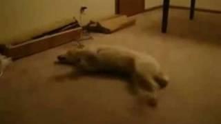 Dog Chasing Rabbits In Its Sleep