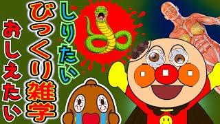 【びっくり雑学】 アンパンマンの秘密！？ ねば～る君のしりたいおしえたい 怖い雑学  【恐怖の雑学】