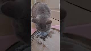 Cat licks the plate clean | Melody Snowcastle