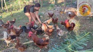 Organic Free Feeds for Native and Free Range Chickens