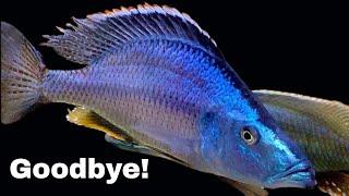 Once a JERK FISH *AWAYS* a JERK FISH! - Goodbye!