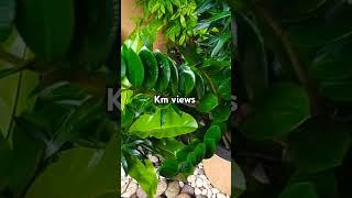 WOW#lucky plant#nice#kandy #srilanka #viralvideo #shortsfeed #shortsvideo #shorts #video #views #