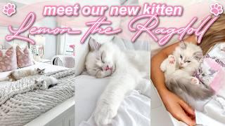 Bringing Home Our New Ragdoll Kitten! | Picking Lemon Up, First Few Days Home | Lauren Norris