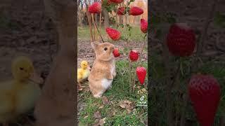 Bunny eating strawberries with duck