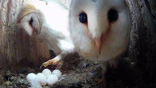 Barn Owls Go For Second Brood | Gylfie & Dryer | Robert E Fuller