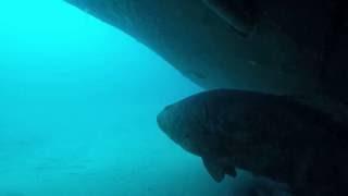 Goliath grouper at the new Ana Cecilia wreck