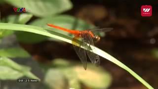 Scientists study dragonflies' impact on mosquito population | VTV World