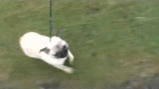 Laura pug show training