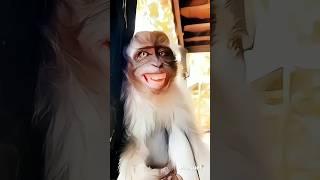 monkey funny smile comedy  #ytshorts #funnyvideo