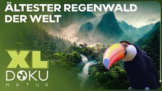 Geheimnisse im Regenwald | Expedition zum ältesten Regenwald der Welt | XL Naturdoku