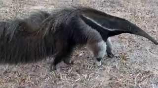 GIANT ANTEATER sounds feeling threatened (MYRMECOPHAGA TRIDACTYLA),TAMANDUÁ-BANDEIRA free in nature.