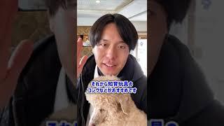 子犬の甘噛みが劇的に改善するしつけ方法5選