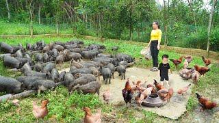 REWIND TIME: HIEN's Life From The Time THANH Went Away To Work Until He Returned. Family Farm