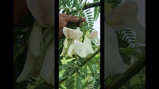 Exotic Flowers You Didn't Know Existed#plants#agathi flowers