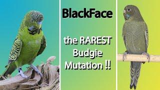 The RAREST Blackface budgie mutation EXISTS! (learn everything about it)