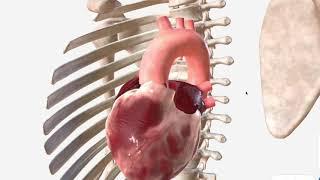 Ascending Aorta & Aortic Arch - Anatomy, Branches and Relations