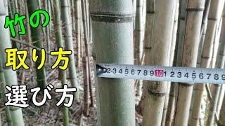 【竹の取り方】竹を選んで取ってきて竹ヒゴにするまで【竹細工】