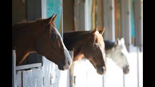 Skyland Trail Adolescent Residential Treatment Program -  Horse Visits