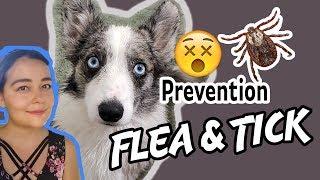 Flea & Tick Prevention Chemical Free