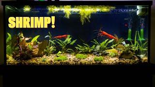 My Planted Shrimp Aquarium