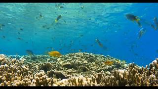 Golden coral reefs | Underwater Time-lapse