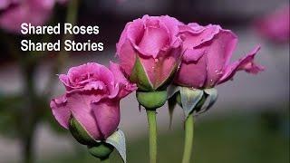 Shared Roses Shared Stories