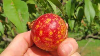 Our First Nectarines Since Fighting Brown Rot