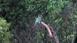 Oriental Dollarbird in Hong Kong. May 2024