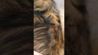 Pet Grooming Essential Service