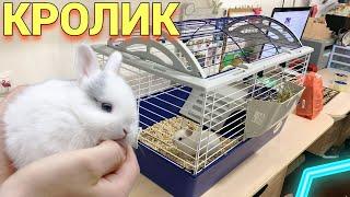 ДЕКОРАТИВНЫЙ КРОЛИК КУПИЛА ДОЧКЕ : ПЕРВЫЕ ПОКУПКИ КРОЛИКА!  ОБЗОР ПЕРВОЕ ВПЕЧАТЛЕНИЕ