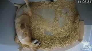 Female Lion Give Birth to Cub Live  | credit :- @tarongazoo