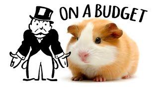 Owning Guinea Pigs On A Budget