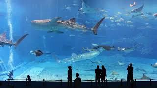 One of the Largest Aquarium Tanks in the World