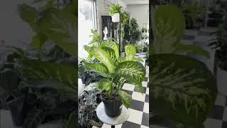 Dieffenbachia Care Guide