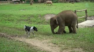 Baby Elephant Try To Make Friend With Dog - ElephantNews