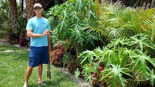 Pruning Papaya Trees Properly