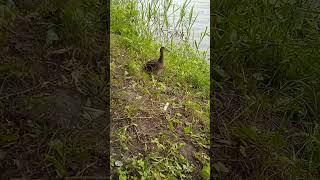утка выгуливает утят