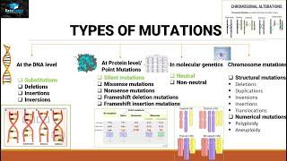 Mutations And Types Of Mutations