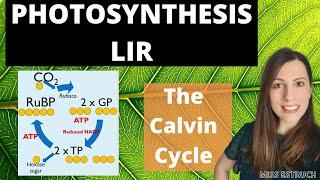 Light Independent Reactions of Photosynthesis A-level (LIR The Calvin Cycle)