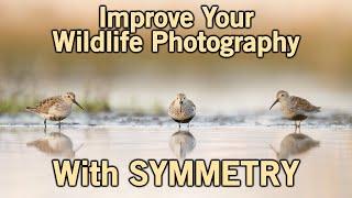 Improve Your Photography by Using Symmetry in Wildlife Photography Composition