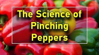 Peppers - Pinch (top) or Remove Flowers? What does science say?