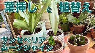 【葉挿しと植替え】サンセベリア ムーンシャイン