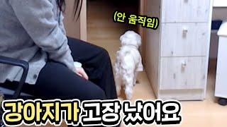 우리 집 강아지가 이상해요 ㅠㅠ 도와주세요