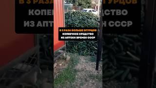 В 3 раза больше огурцов .Копеечное средство из аптеки времен СССР#дача#сад