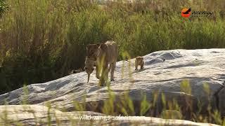 Babysitter Lioness Hands Over to the Ultimate Mom – Incredible Kruger Safari Moment!