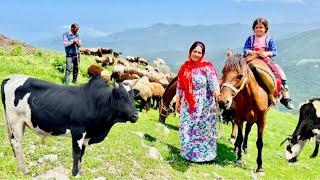 A New Morning in the Mountains | Grazing Cows & Restoring an Old Wooden Bridge